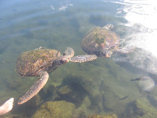 Swimming with Turtles